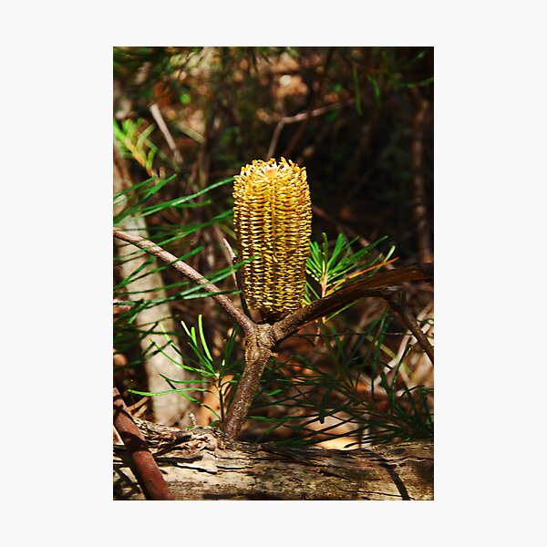 Artikelvorschau, Corn on the Cob?? entworfen und verkauft von GailD.