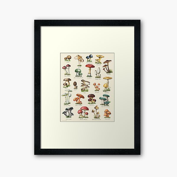 Adolphe Millot - Mushroom Varieties Framed Art Print