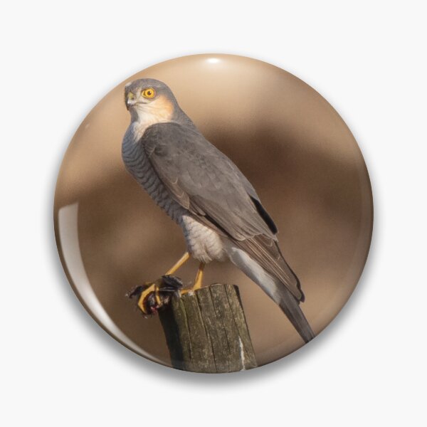 Item preview, sparrow hawk designed and sold by tammy mellor.