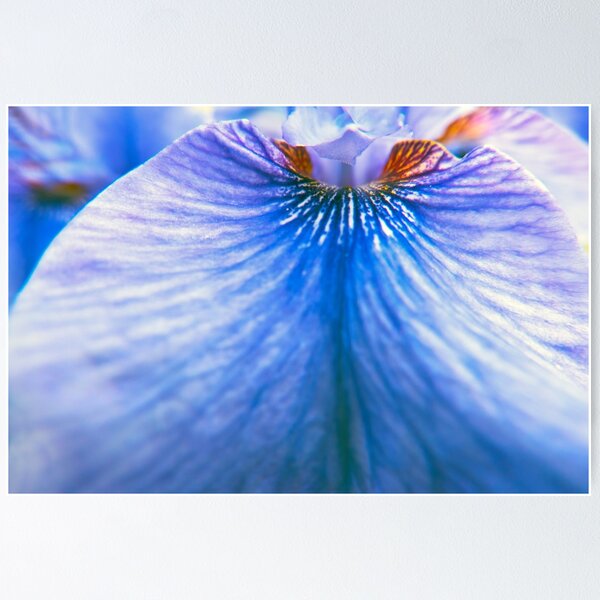 Purple Iris Abstract Poster