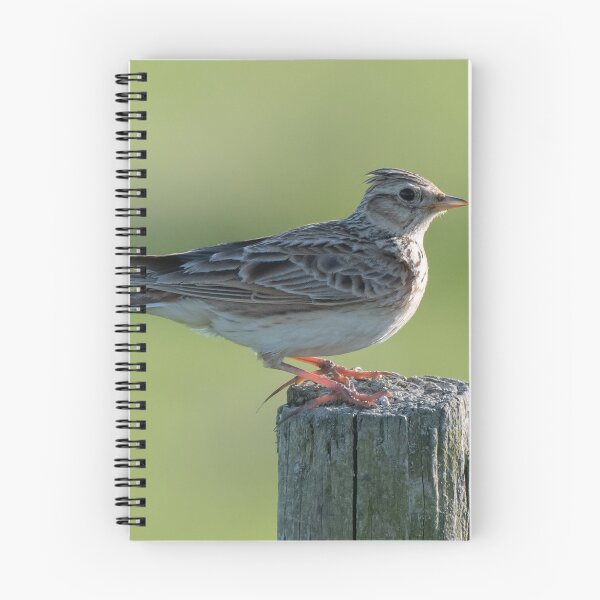 Item preview, skylark designed and sold by tammy mellor.