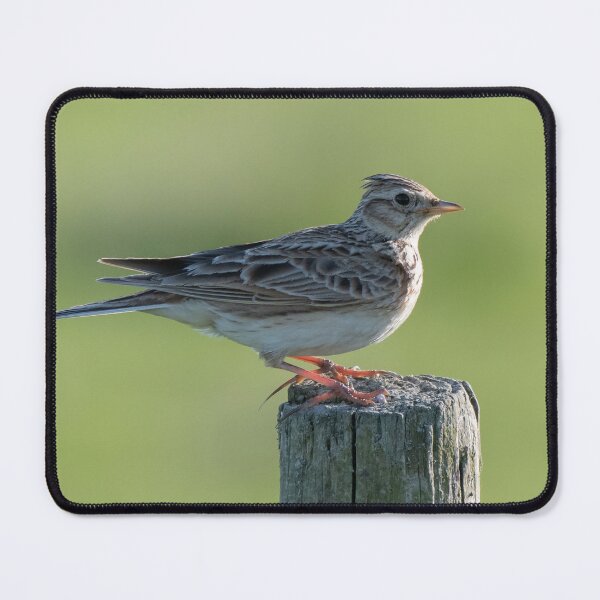 Item preview, skylark designed and sold by tammy mellor.