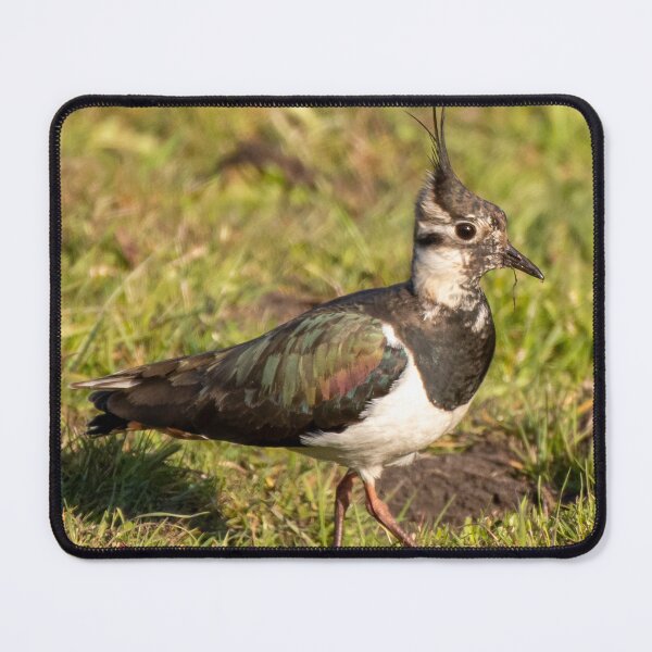 Item preview, lapwing designed and sold by tammy mellor.