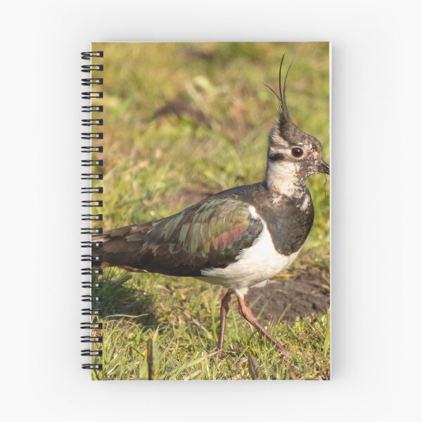 Item preview, lapwing designed and sold by tammy mellor.