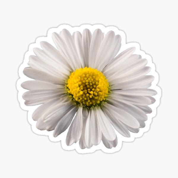 Single Daisy Sticker