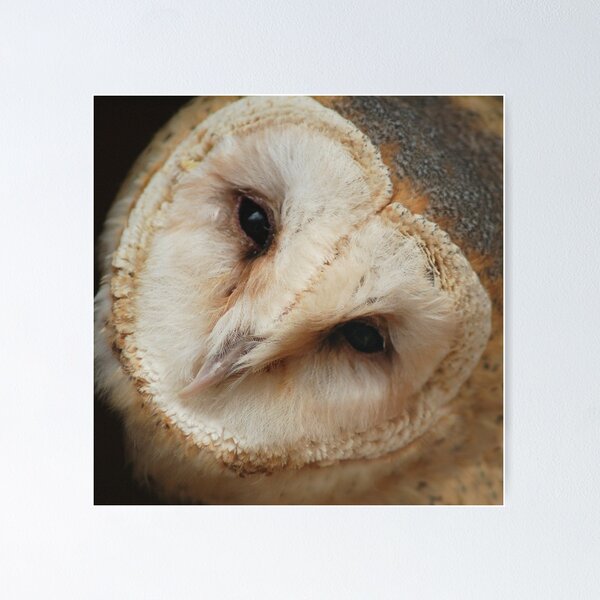 Item preview, Owl Portrait designed and sold by Matthew Hollinshead.