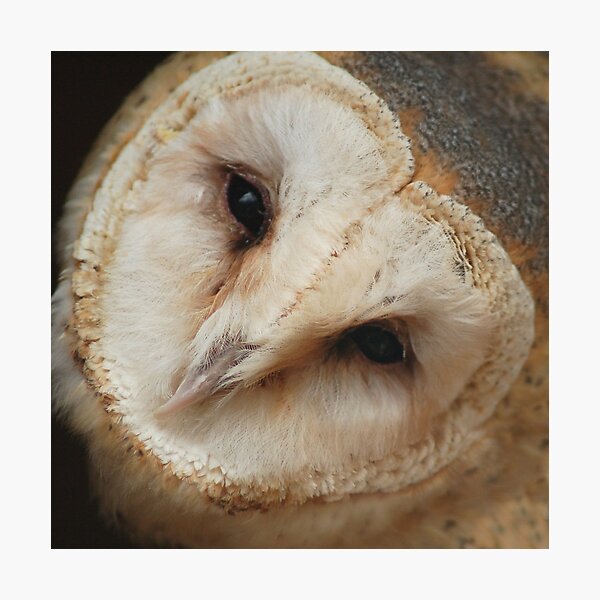 Item preview, Owl Portrait designed and sold by Matthew Hollinshead.