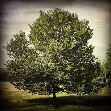 Artwork thumbnail, Nature Lovers Gift - Perfect Tree by OneDayArt