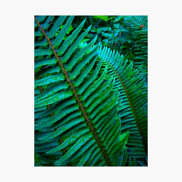 Item preview, West Coast: Flowing Ferns designed and sold by Chancelrie.