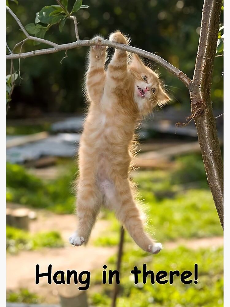  hang in there cat poster poster for sale by buhoybihay redbubble