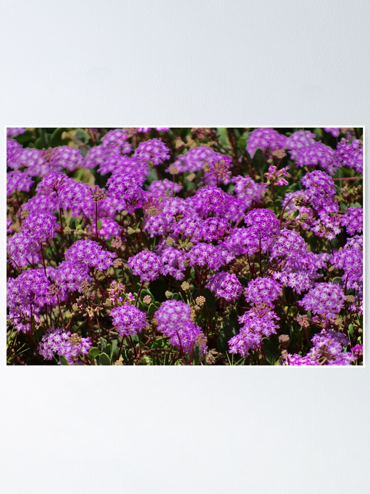 Póster «bonitas flores moradas» de RoguePhotos | Redbubble