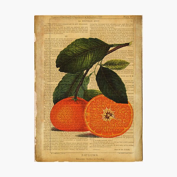 Botanical print, on old book page - orange Photographic Print