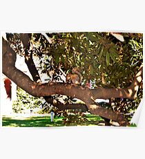 Demon Squirrel Poster