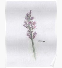 Lavender Poster