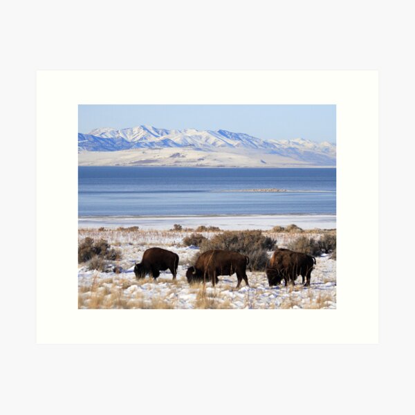 Item preview, Bison Winter designed and sold by Gene Praag.