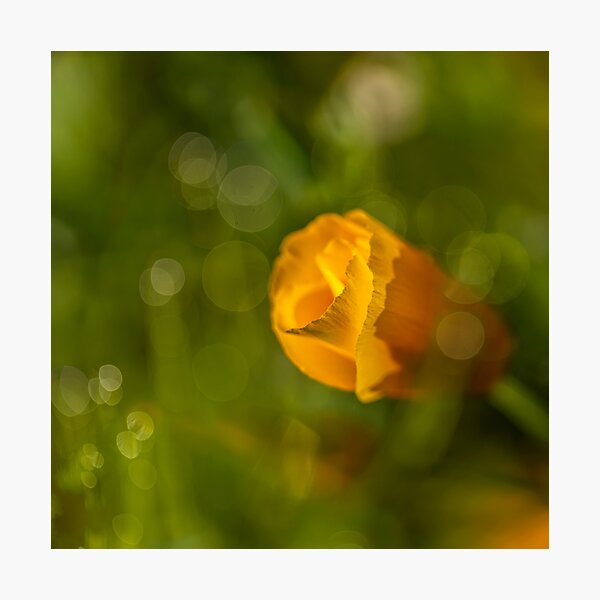 Item preview, California poppy designed and sold by Veikko  Suikkanen.