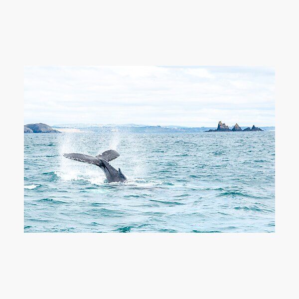 Item preview, Humpback Whale off the Irish coast designed and sold by Calvin Jones.