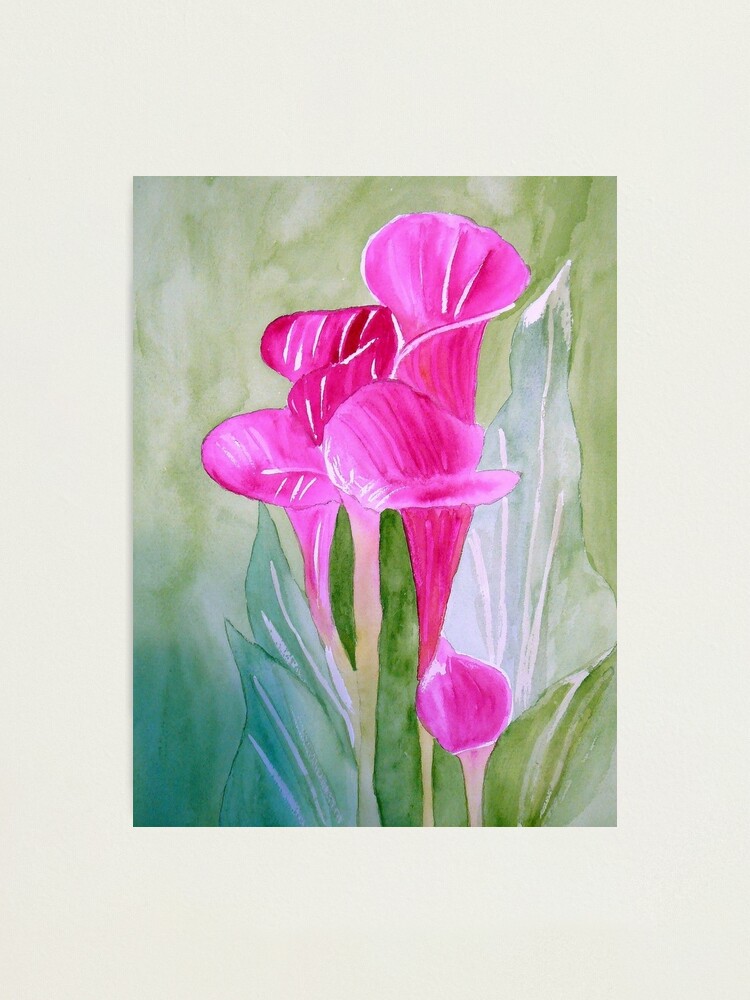 Alternate view of Calla Lily Photographic Print