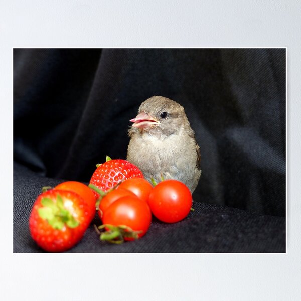 Aperçu de l'œuvre Yum... Rescued Sparrow - NZ créée et vendue par AndreaEL.