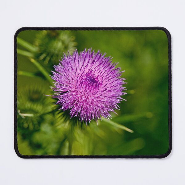 Item preview, Bull Thistle designed and sold by Michael Cummings.