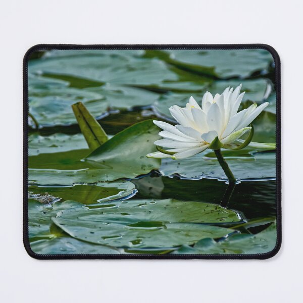 Item preview, White Waterlily designed and sold by Michael Cummings.