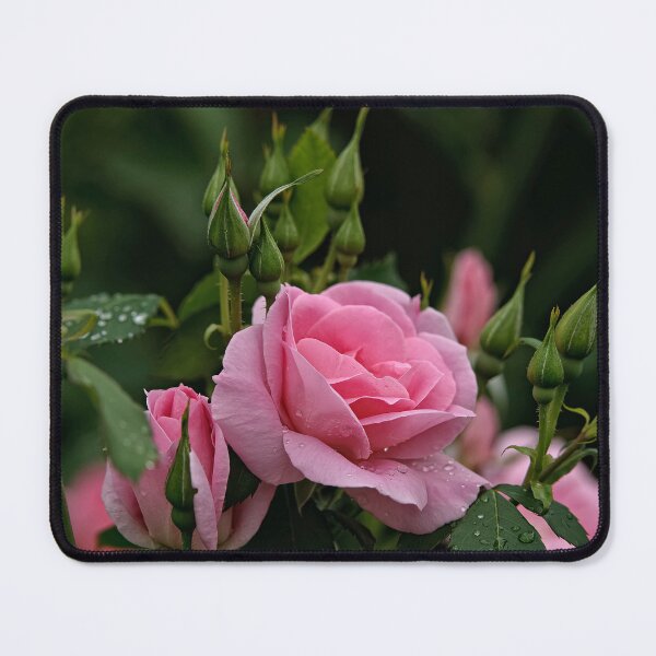Item preview, Pink Roses designed and sold by Michael Cummings.