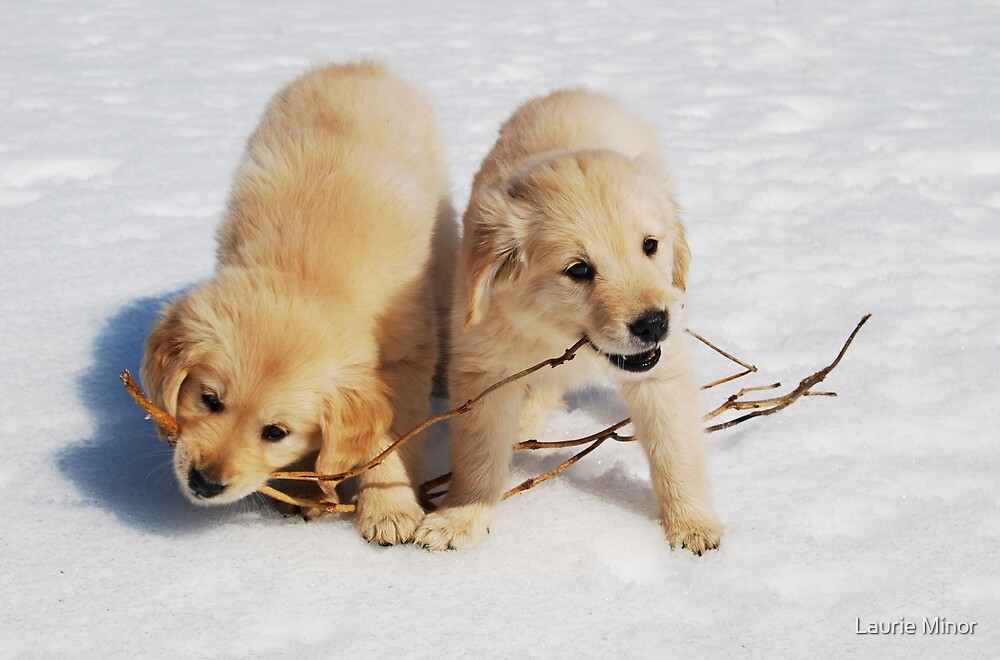 "Puppies in Winter" by Laurie Minor Redbubble