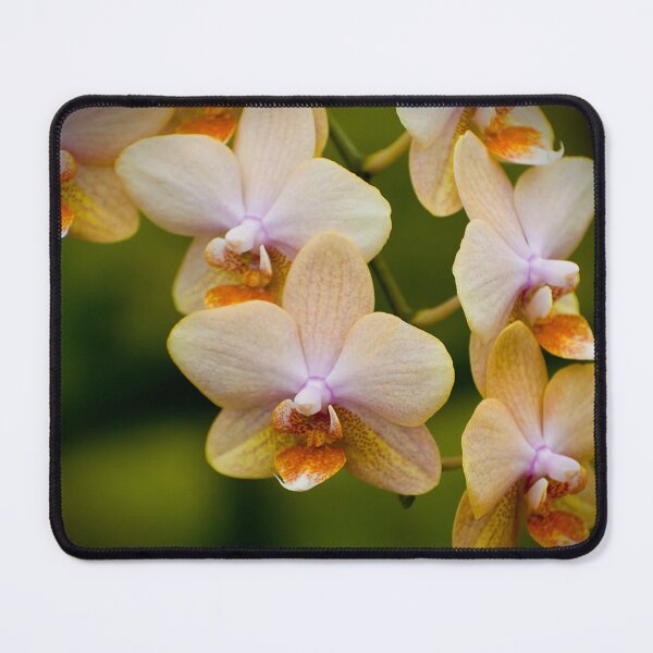 Item preview, Yellow Moth Orchid designed and sold by Michael Cummings.