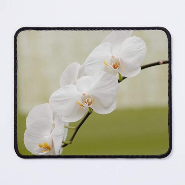 Item preview, White Moth Orchid designed and sold by Michael Cummings.