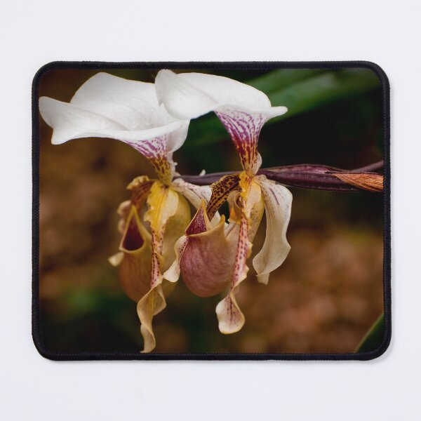 Item preview, Paphiopedilum Orchid designed and sold by Michael Cummings.
