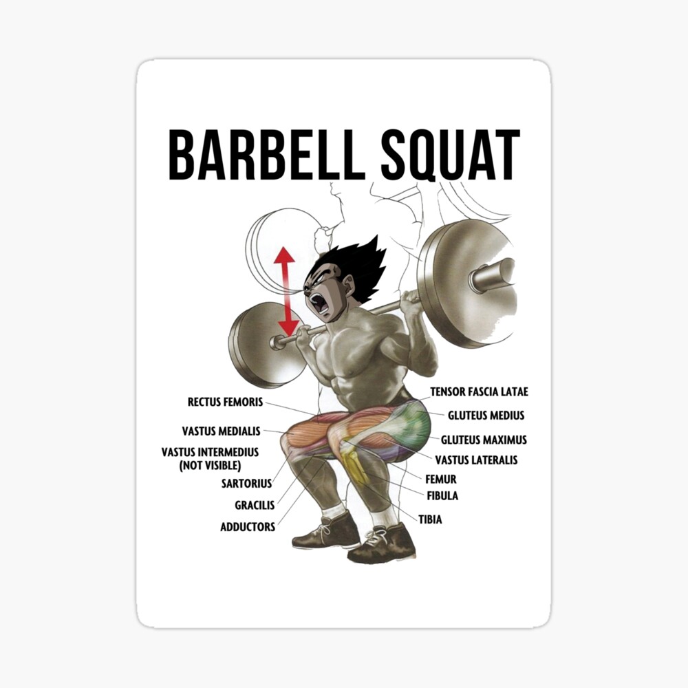 Squat Muscle Chart - Anatomy Diagram - Anime Gym Motivational