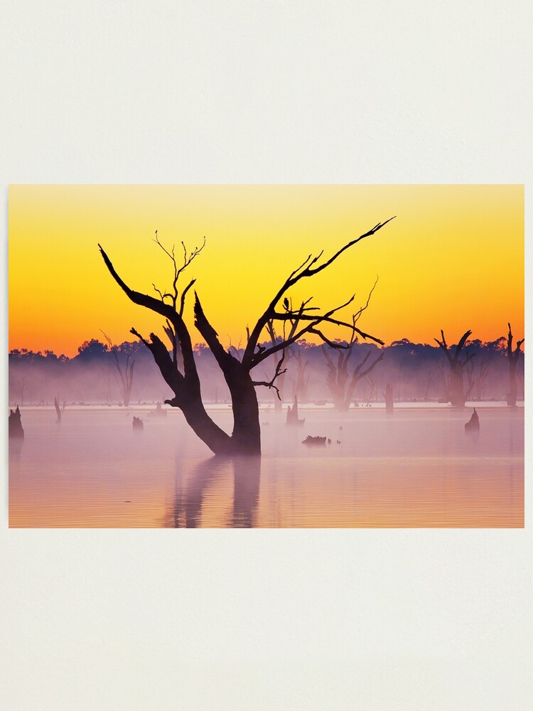 "0282 Water tree Lake Mulwala" Photographic Print for Sale by