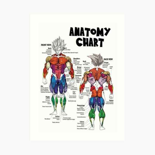 Muscle Charts For