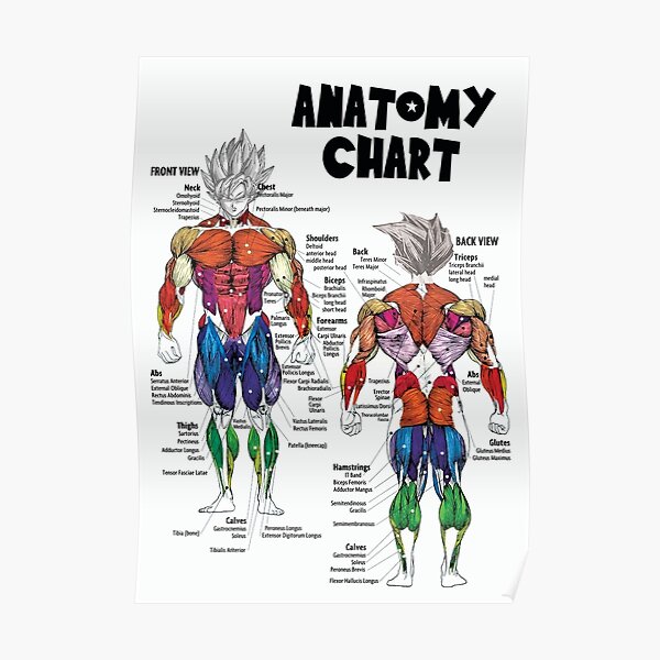 Goku Muscle Chart - Anatomy Diagram - Anime Gym Motivational Goku Muscle Chart - Anatomy Diagram - Anime Gym Motivational