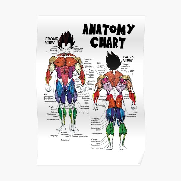 Graphique musculaire Vegeta - Diagramme d'anatomie - Motivation Gym Anime Poster