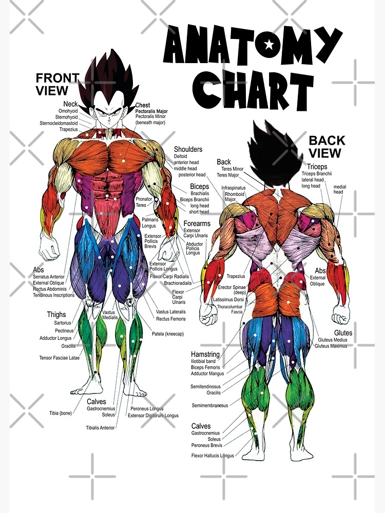 "Vegeta Muscle Chart - Anatomiediagramm - Anime Gym Motivational