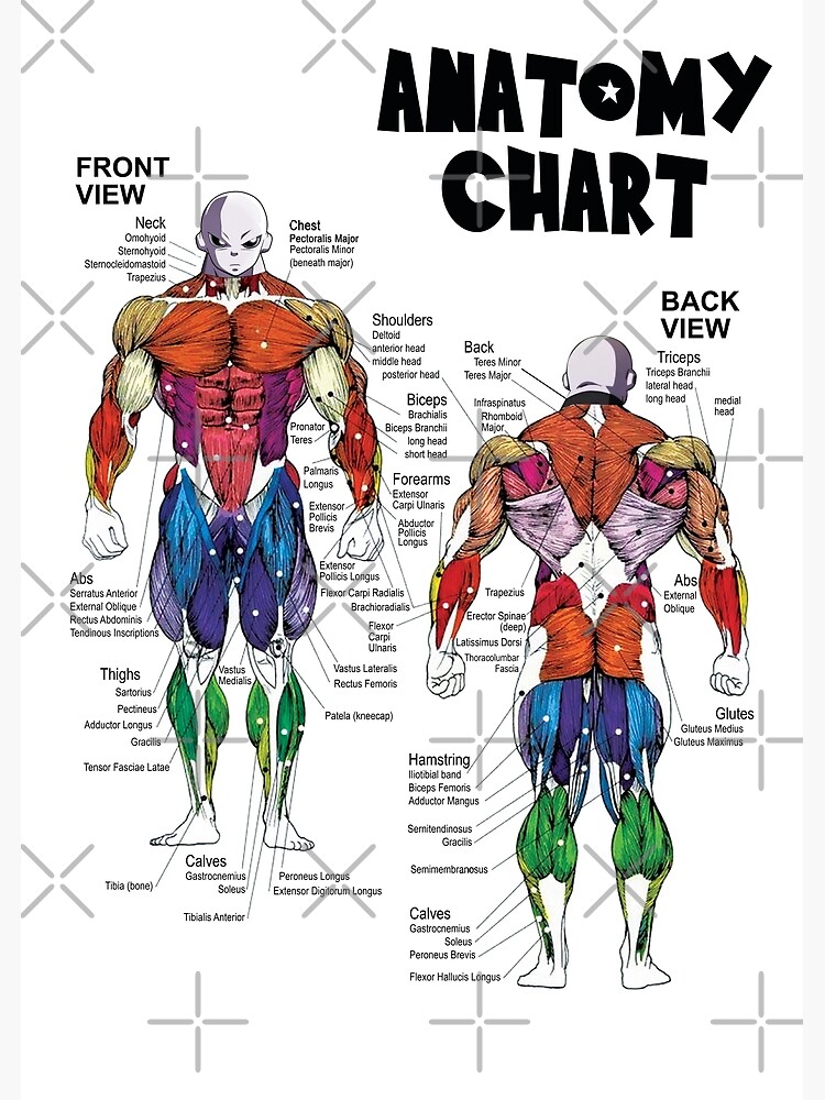 Gym body chart new arrivals