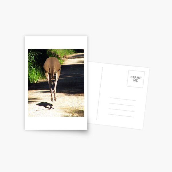 Roo'd Encounter Postcard