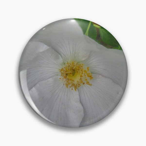 Item preview, Wild white rose designed and sold by Shulie1.