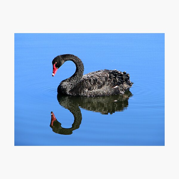 Me A Swan? aw C'mon Photographic Print