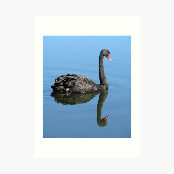 Not Such an Ugly Duckling. Art Print