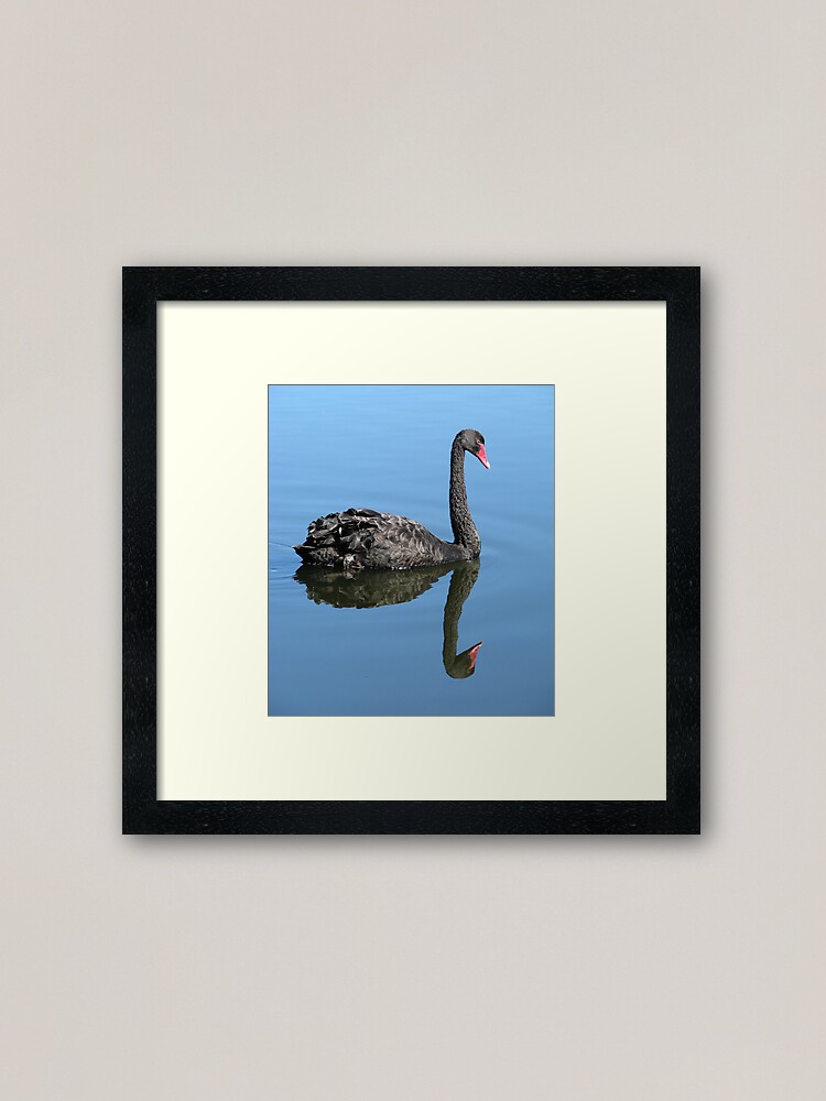 Alternate view of Not Such an Ugly Duckling. Framed Art Print