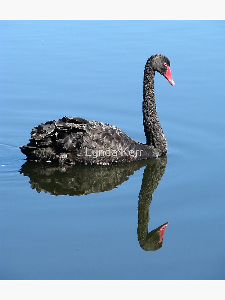 Not Such an Ugly Duckling. by 4sure