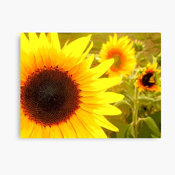 Sunflowers Waking Canvas Print