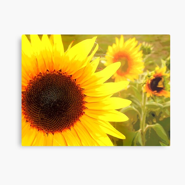 Sunflowers Waking Metal Print