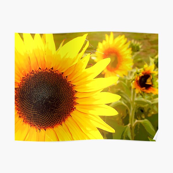 Sunflowers Waking Poster