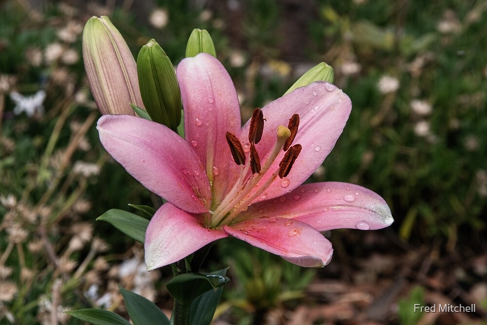 "Lily flower Leith Park Victoria 20151205 0813 " by Fred Mitchell