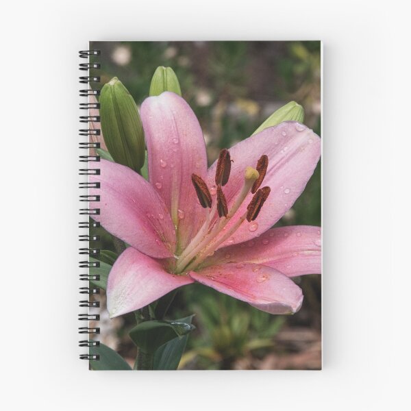 Item preview, Lily flower Leith Park Victoria 20151205 0813   designed and sold by Fred Mitchell.