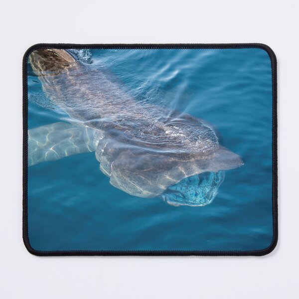 Item preview, Basking Shark, West Cork, Ireland designed and sold by Calvin Jones.