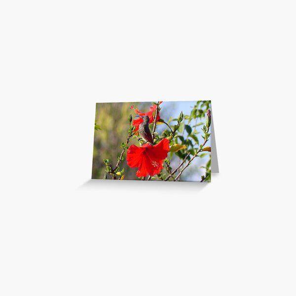 Aperçu de l'œuvre Hibiscus Heaven - Sunbird - SA créée et vendue par AndreaEL.